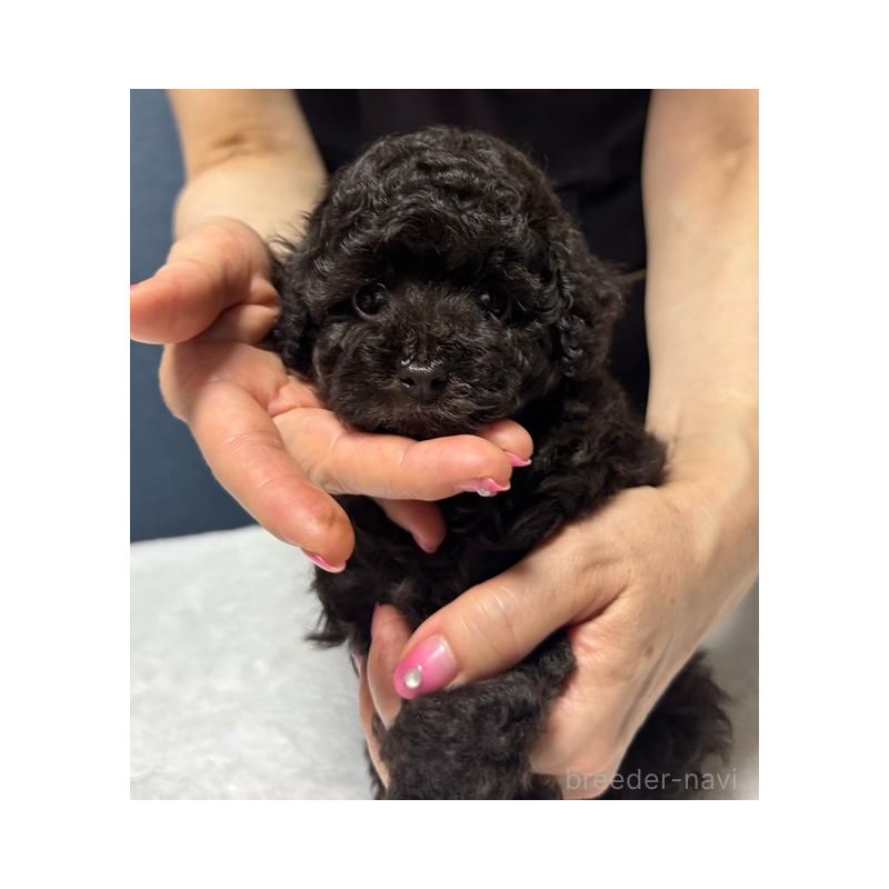 成約済の神奈川県のタイニープードル-408610の4枚目